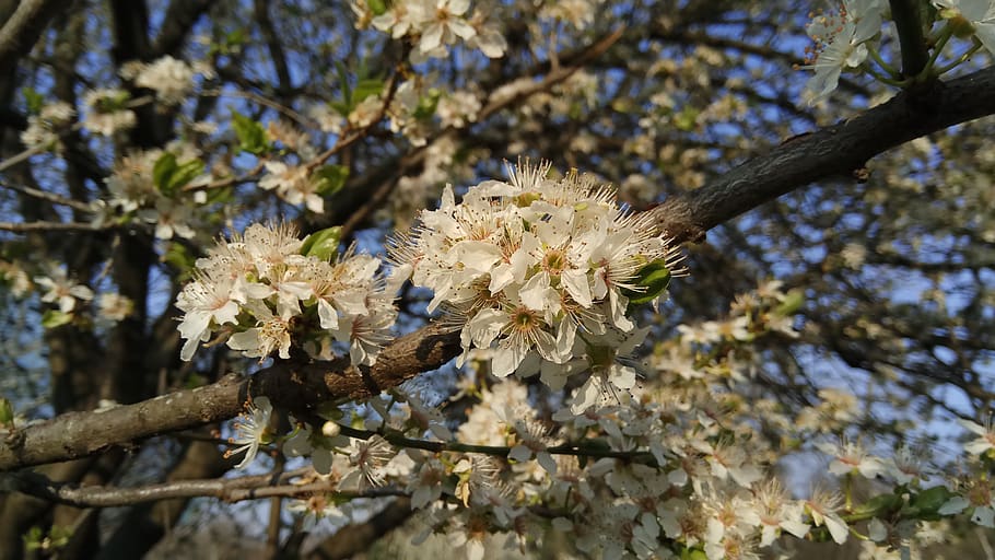 spring, flowering tree, plant, fragility, flowering plant, vulnerability HD wallpaper