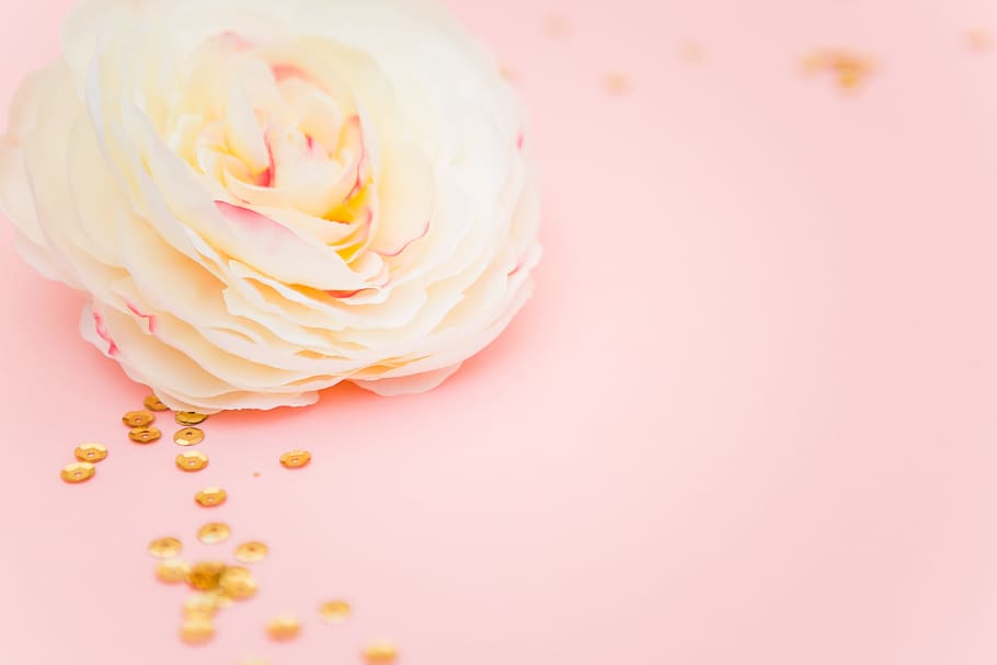 Hình nền HD: hoa hồng trắng với sequin vàng trên nền hồng là sự pha trộn hoàn hảo giữa sự tinh tế và sự rực rỡ. Thiết kế sang trọng và đầy sáng tạo của nó sẽ khiến bạn phấn khích và thích thú. Hãy xem ảnh để chiêm ngưỡng sự tuyệt vời của thiên nhiên.