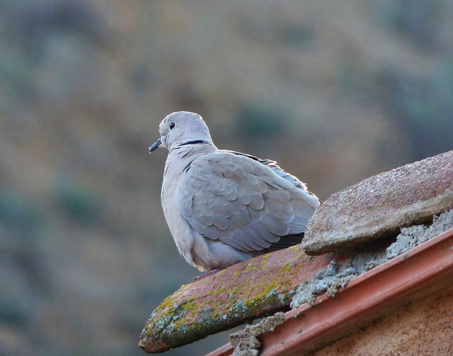 turtledove, eurasian collared dove, lookout, roof, texas, bird, HD wallpaper