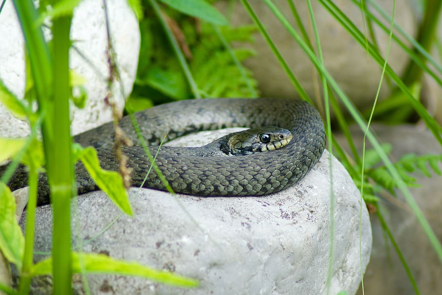 natter, snake, nature, reptile, on stone, lurking, animal, wildlife, HD wallpaper