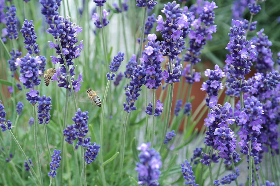 lavender, bee, violet, true lavender, pollination, insect, flying insects HD wallpaper