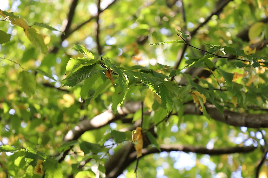 summer, tree, leaves, forest, green, spring, landscape, nature HD wallpaper