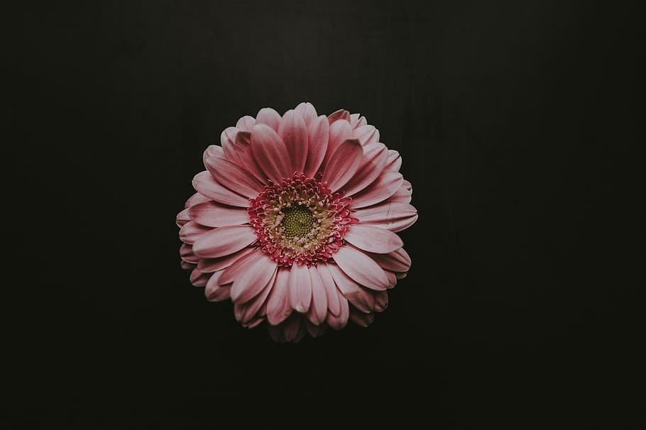 HD wallpaper: pink flower, dark background, pink Gerbera daisy closeup ...