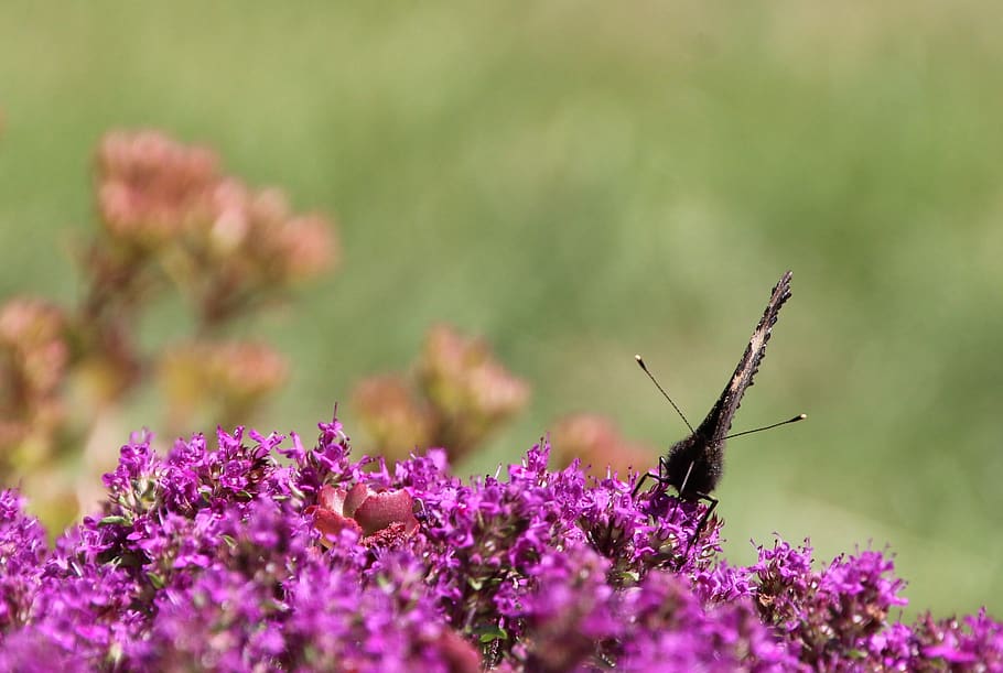 butterfly, insect, flower, flowering plant, animal themes, beauty in nature HD wallpaper