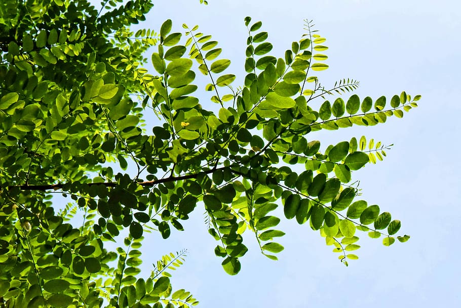 green leafed trees under gray sky, branch, leaves, foliage HD wallpaper