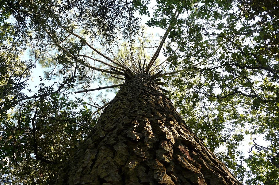 pine, pinus pinea, tree bark, aesthetic, log, plant, low angle view HD wallpaper