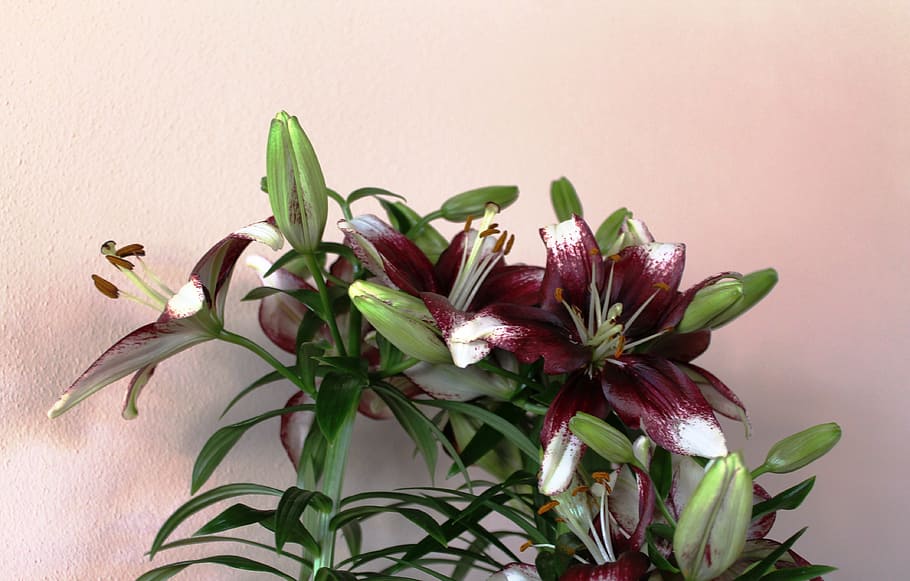flower, lily, spring, dark red, bloom, bouquet, nature, pink Color HD wallpaper