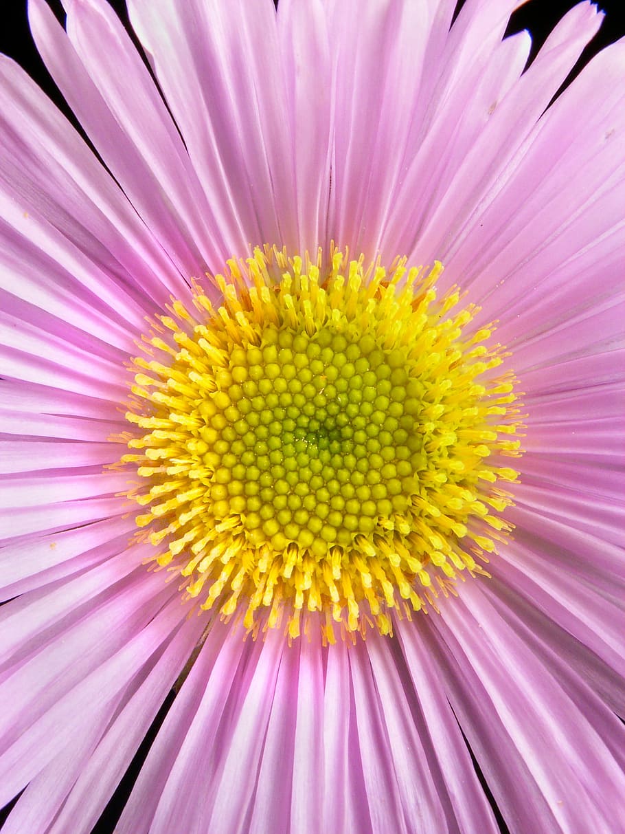 wild flower, pink, yellow, macro, plant, nature, petal, bloom HD wallpaper