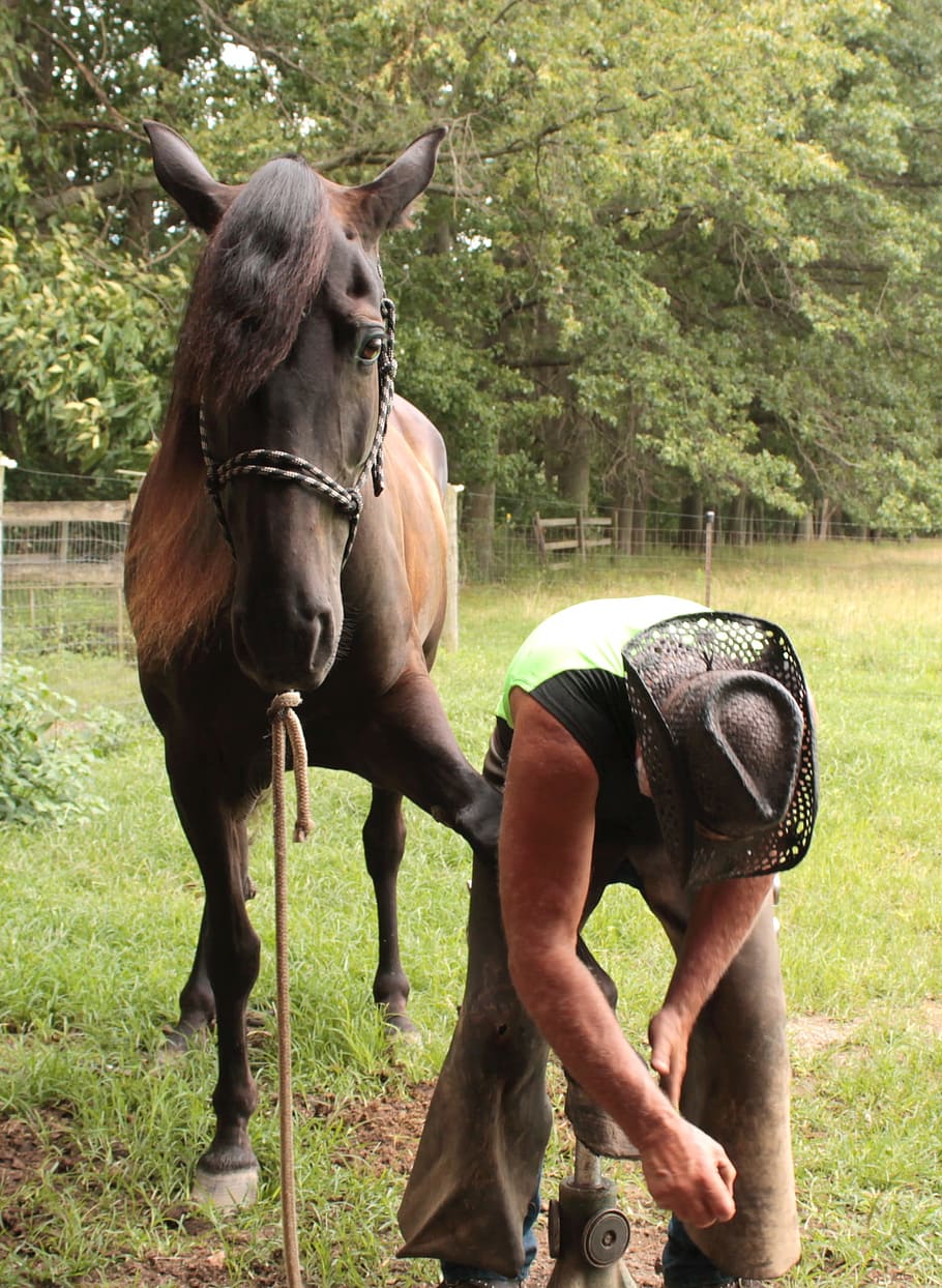 man changing horse shoe, Farrier, Cooperation, Control, cooperate HD wallpaper