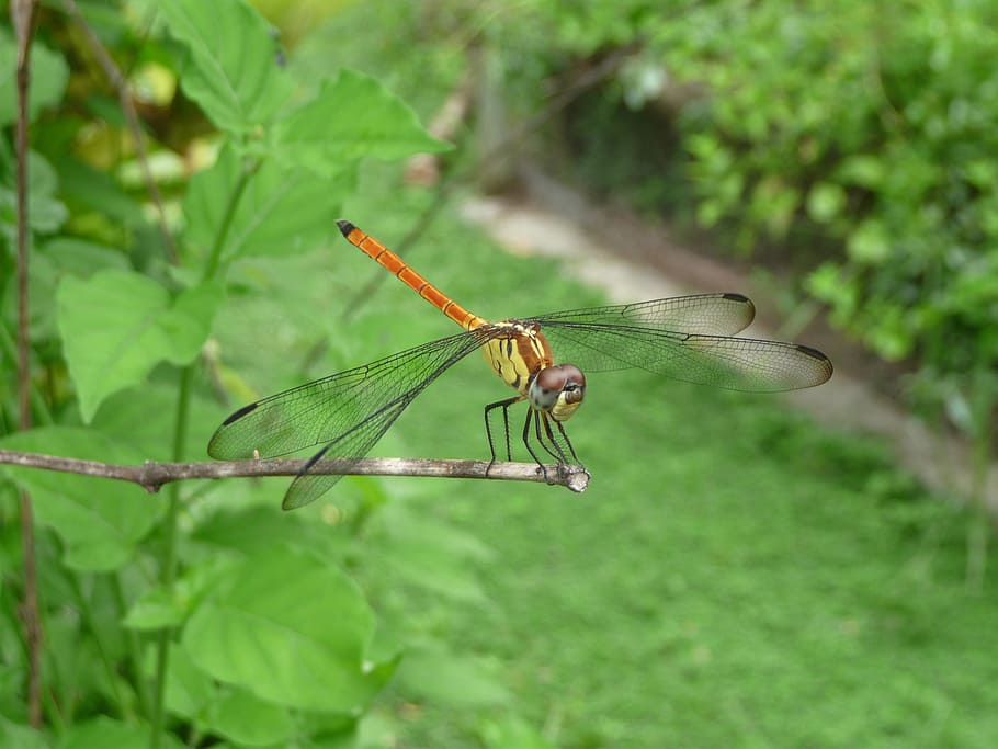dragonfly, insect, wings, bug, invertebrate, animal themes HD wallpaper