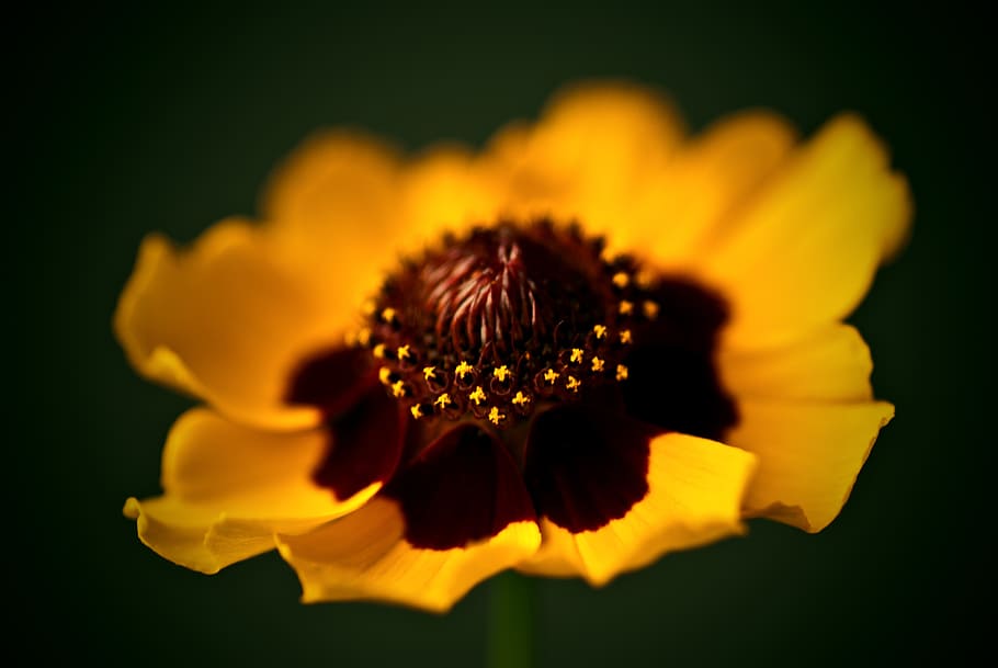 yellow petal flower in macro photography, nature, blossom, bloom HD wallpaper