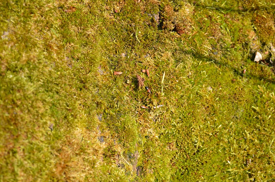 desktop, nature, pattern, grass, soil, moss, bark, seed, plant HD wallpaper