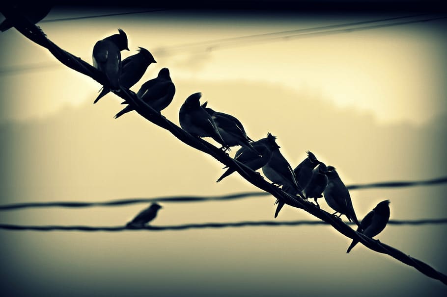 birds, perched, wire, row, flock, nature, animal, feather, outdoors HD wallpaper