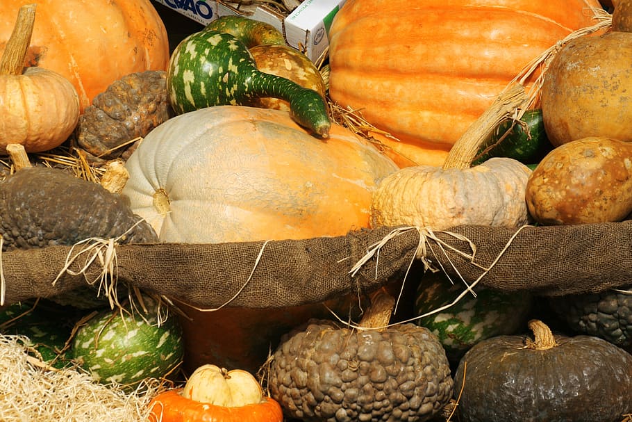 pumpkin, squash, vegetables, markets, rome, spread, food and drink HD wallpaper