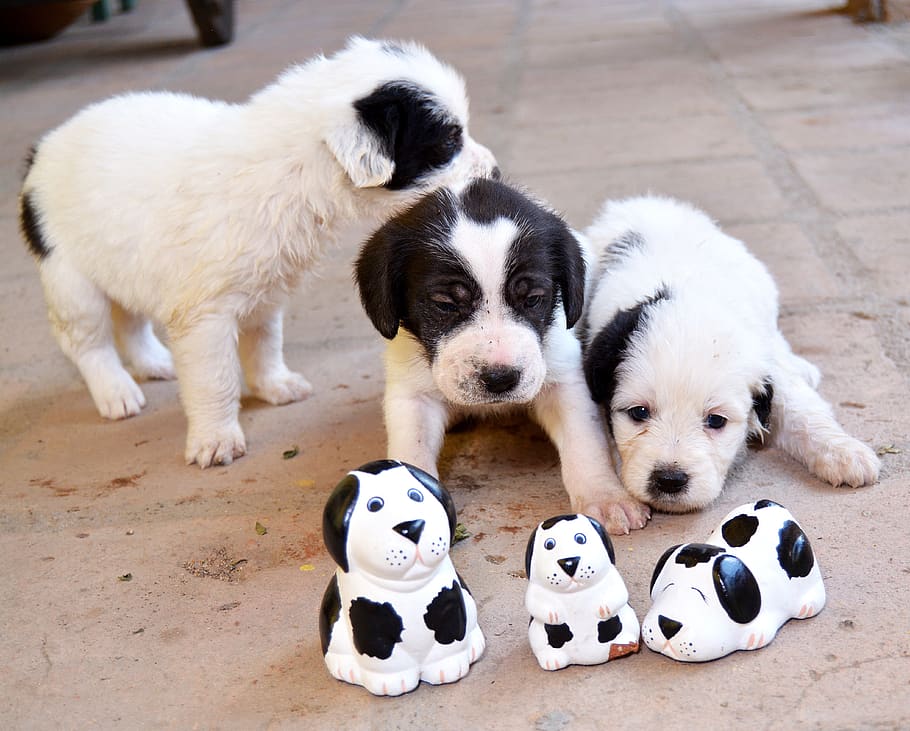 puppy, dog, can, mammal, domestic animals, pets, canine, animal themes HD wallpaper