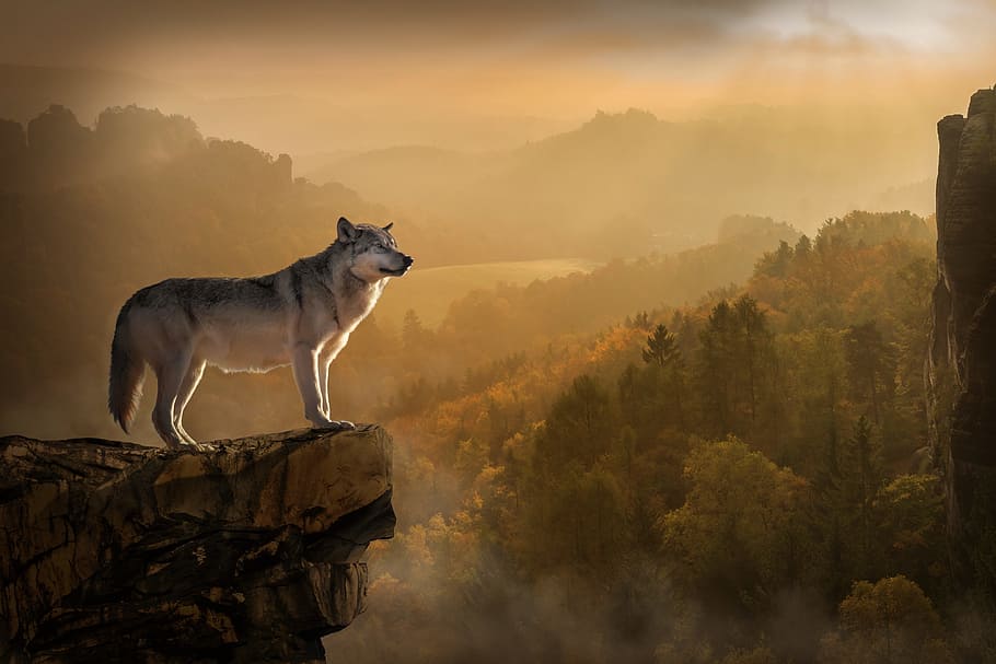 gray fox standing in mountain cliff, wolf, lonely, rest, sunset