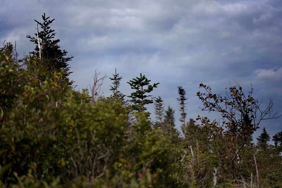 Clouds, Hiking, Nature, Sky, Trees, outdoors, scenics, landscape HD wallpaper