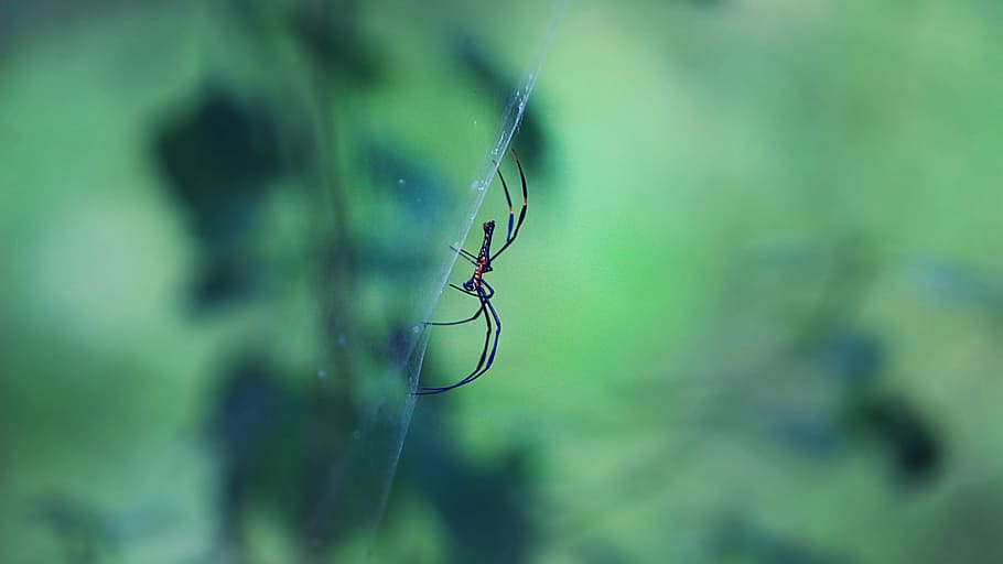 spider, forest, green, insect, nature, wild, web, day, color HD wallpaper
