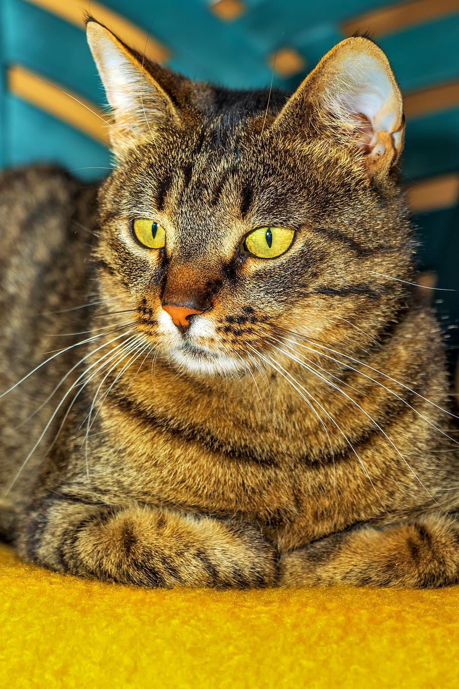 Tabby cat on yellow fabric, idle cat, pets, rest, kitten, feline HD wallpaper