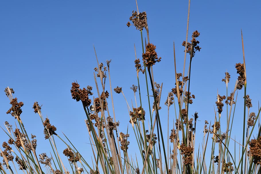 background, grass, bush, spur, wild, nature, plant, sky, mediterranean HD wallpaper