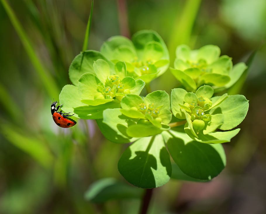 red and black ladybug on green flowering plant, nature, macro HD wallpaper