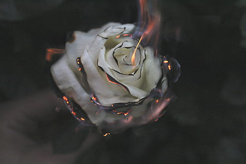 How Does It Feel Now, To Watch It burn?, time lapse photography of flaming white rose flower HD wallpaper