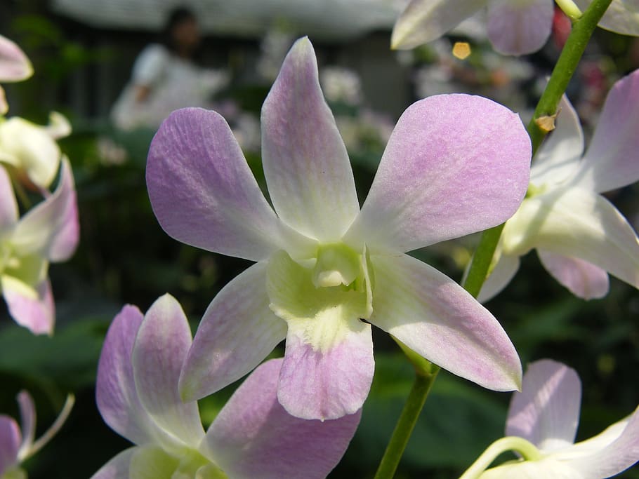orchids, singapore, plant, botanical garden, blossom, bloom, HD wallpaper