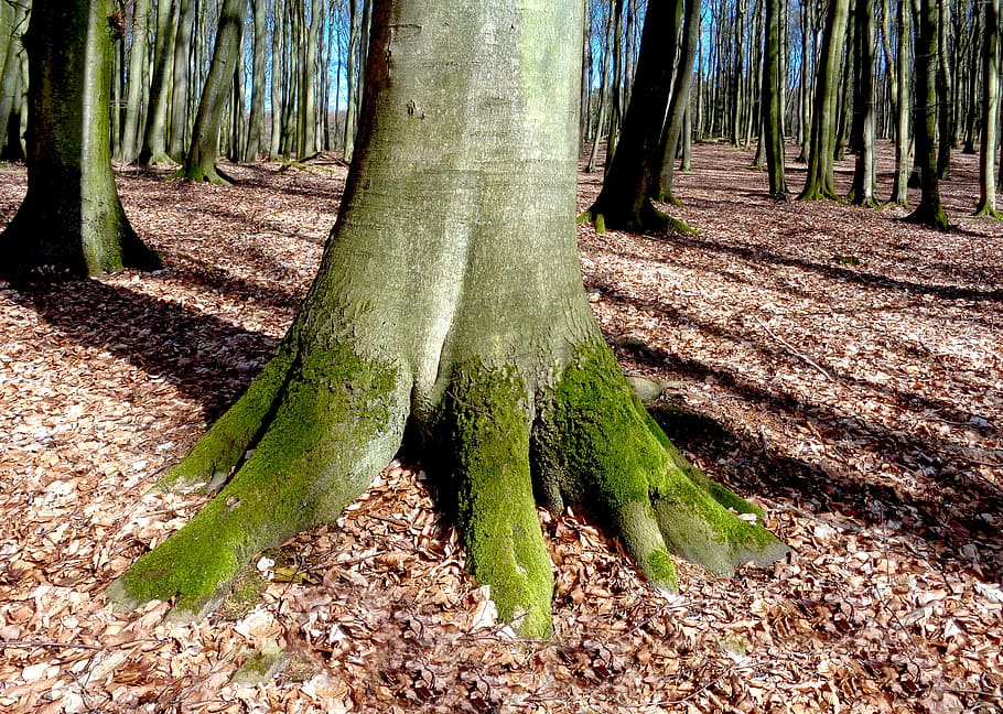 tree, beech, forest, mood, nature, spring, log, leaves, the national park king's chair HD wallpaper
