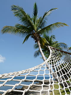 white hammock, perspective, coconut tree, beach, palm, relaxing HD wallpaper