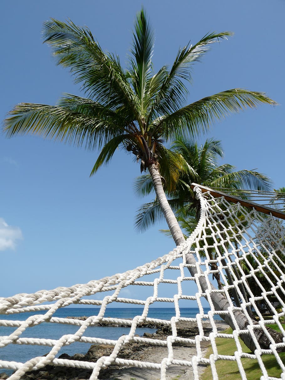 white hammock, perspective, coconut tree, beach, palm, relaxing HD wallpaper