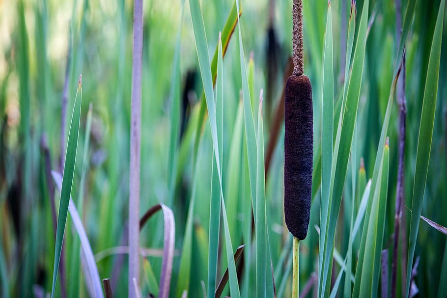 Cattail, Reed, Pond, Swamp, Plant, nature, brown, botany, wetland, HD wallpaper