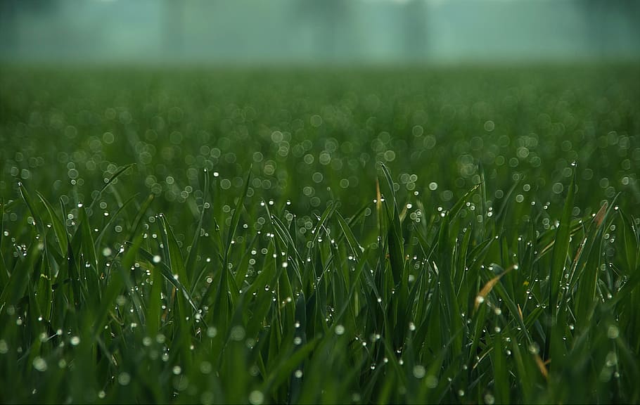 close-up photo of green grass, drip, meadow, drop of water HD wallpaper
