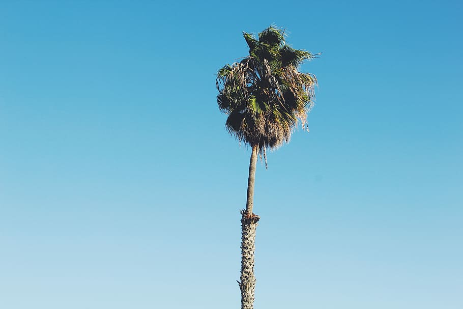 coconut tree under blue sky, green tall tree under blue skies HD wallpaper
