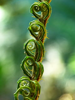 green thorn plant, fern, fiddlehead, roll out, leaves, nature HD wallpaper