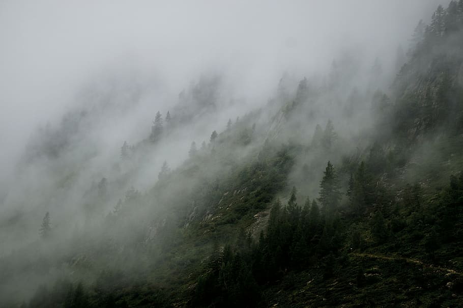 fog on forest, foggy, landscape, mist, mountain, nature, outdoors HD wallpaper