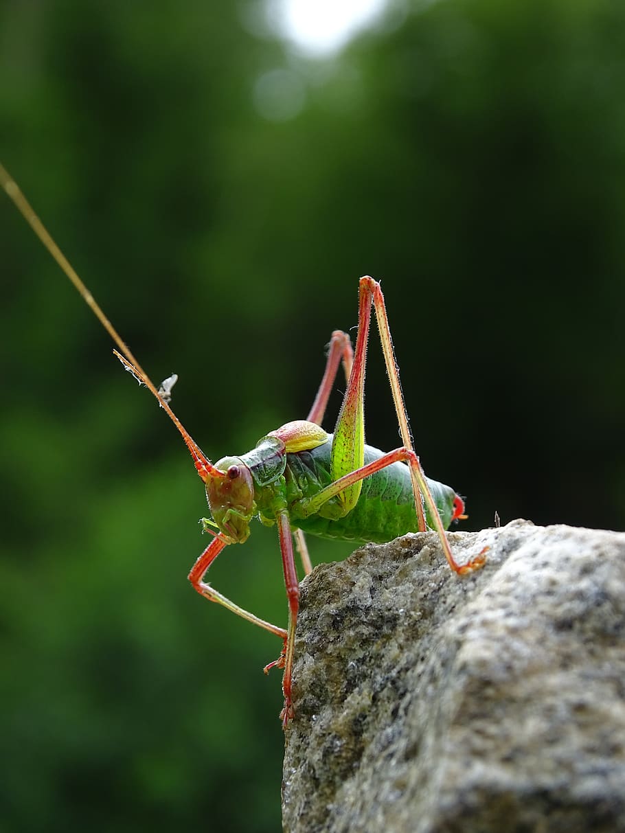 grasshopper, macro, nature, insect, green, animal themes, animal wildlife HD wallpaper