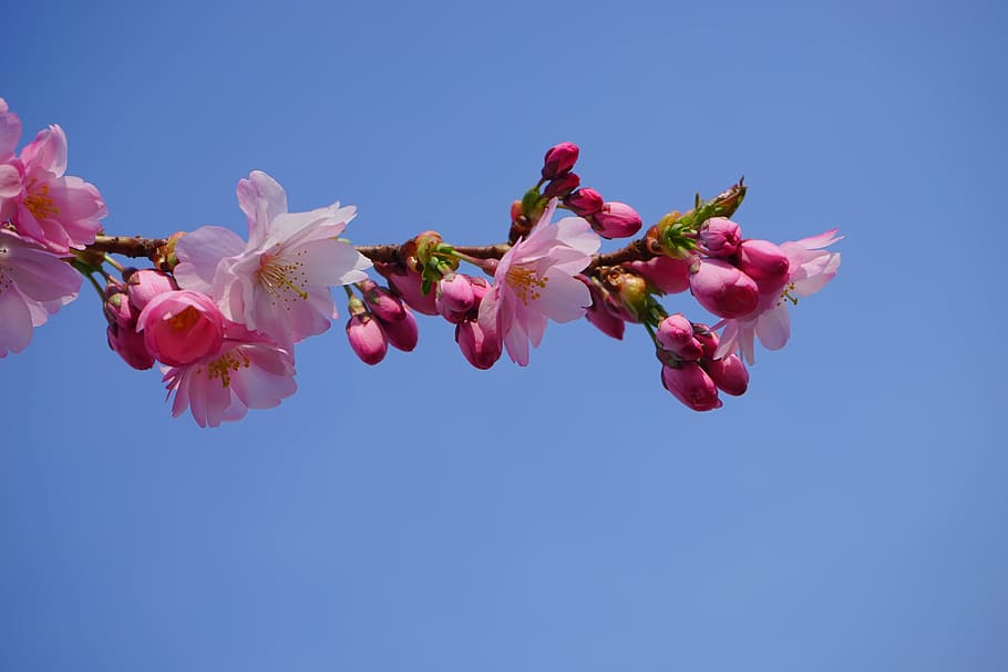 pink Sakura blossoms under blue clear sky, japanese cherry trees, HD wallpaper