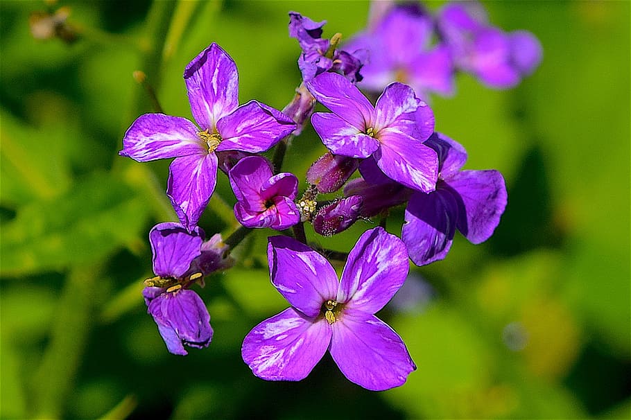 flower, purple, nature, spring, plant, white, natural, bloom HD wallpaper