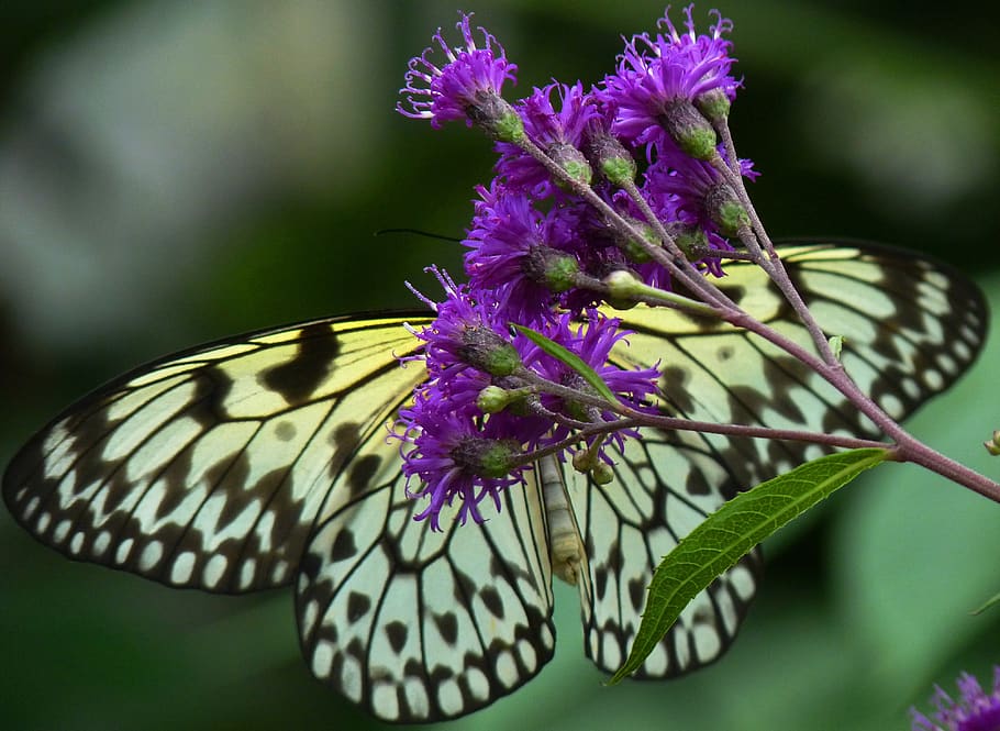 butterfly, bug, flower, flowering plant, purple, beauty in nature HD wallpaper