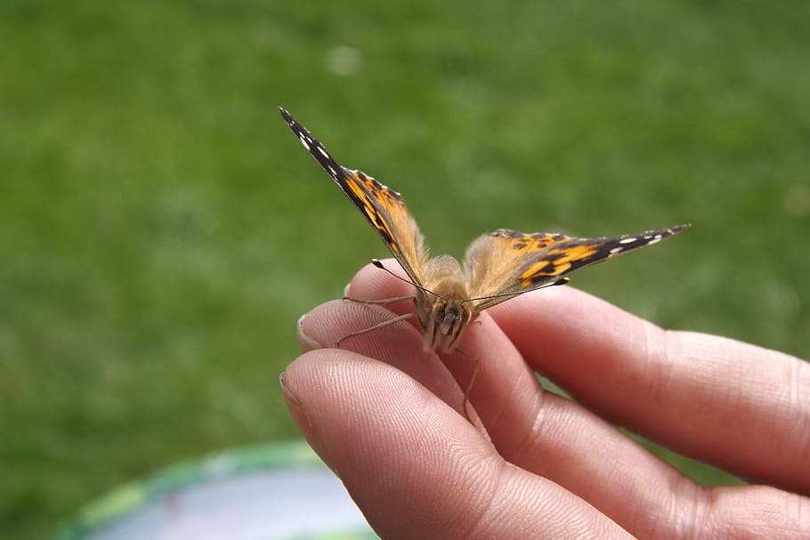butterfly, hand, wings, delicate, body, beautiful, wildlife HD wallpaper