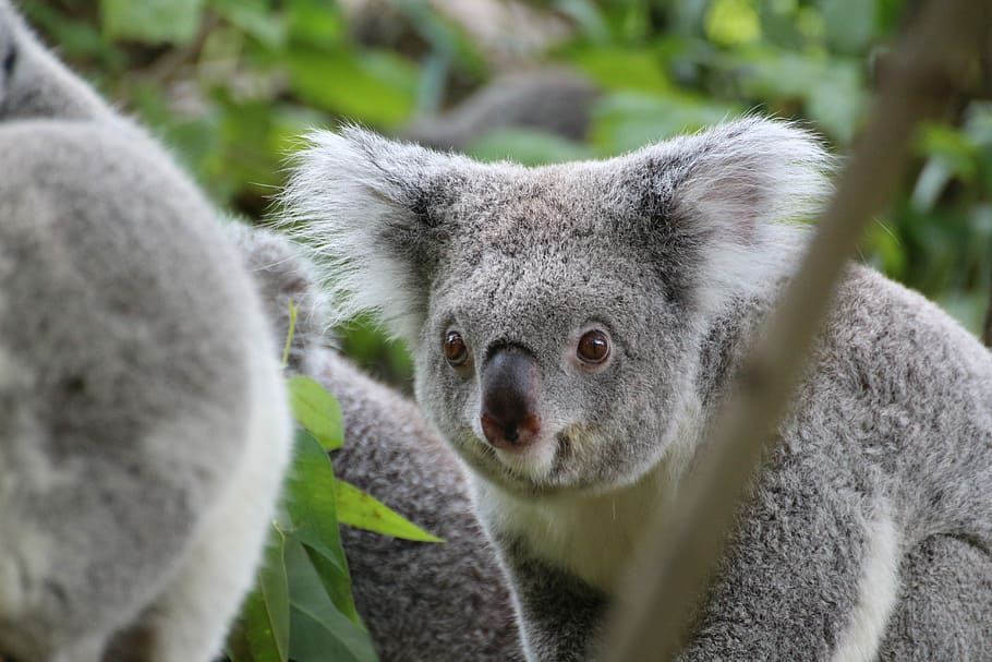 Koala, Cute, Tree, Zoo, Animal, koala bear, purry, one animal HD wallpaper