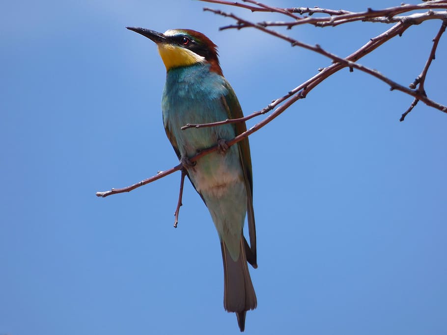 bee-eater, abellerol, merops apiaster, branch, sky, bird, birds, HD wallpaper