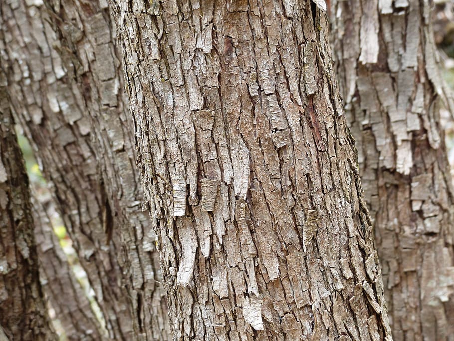 Tree, Bark, Dry, Flake, nature, wood - Material, tree Trunk HD wallpaper