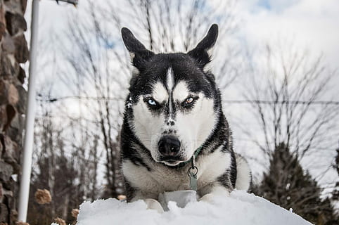 Siberian husky on snow during daytime, Siberian husky dog on snow HD wallpaper