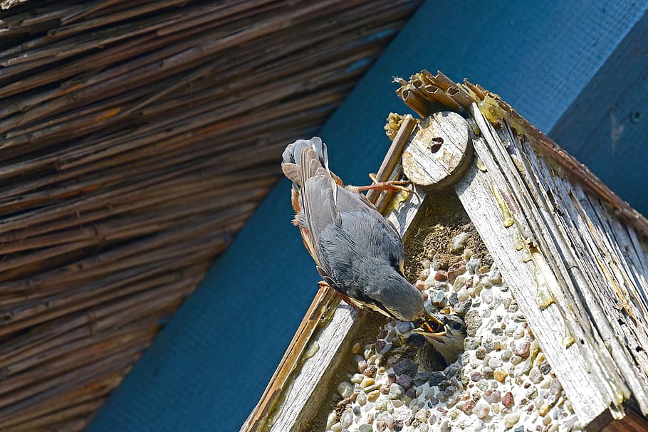 Kleiber, Feeding, Birds, animal, old, wood - material, animal wildlife HD wallpaper