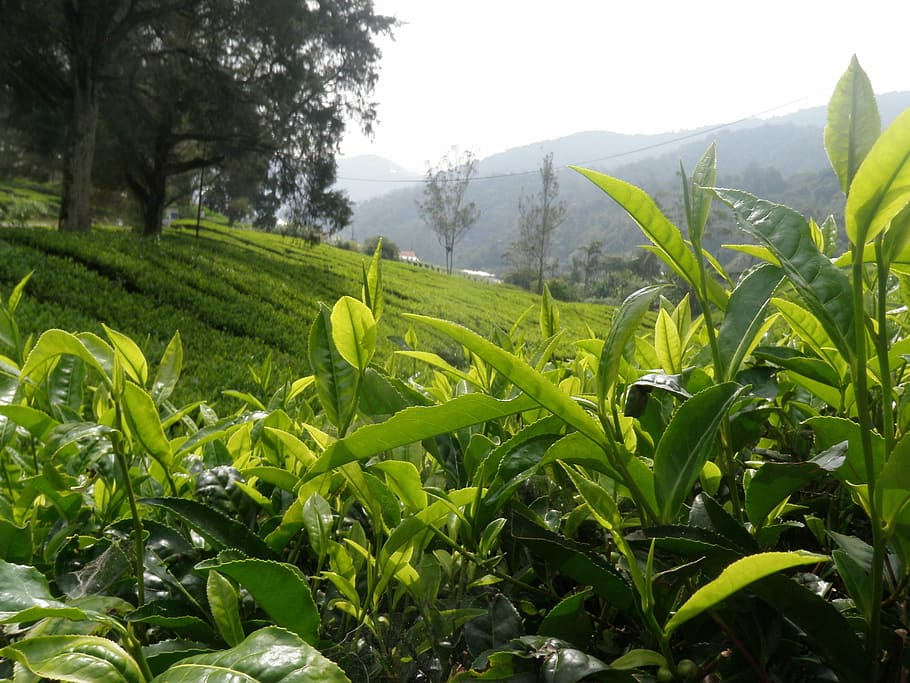 green leaf plant on field, tea, landscape, bush, agriculture, HD wallpaper