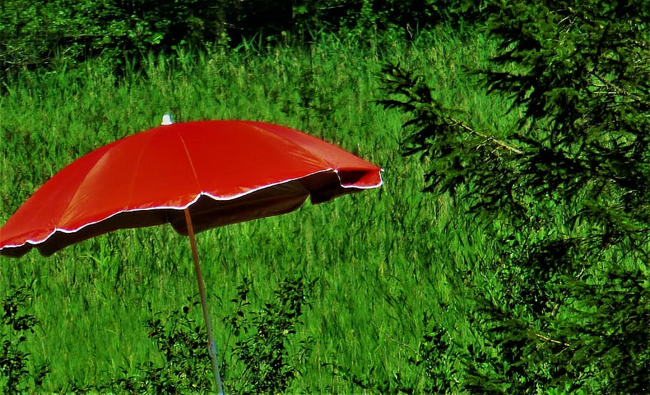 parasol, red, nature, screen, meadow, shade tree, colorful HD wallpaper