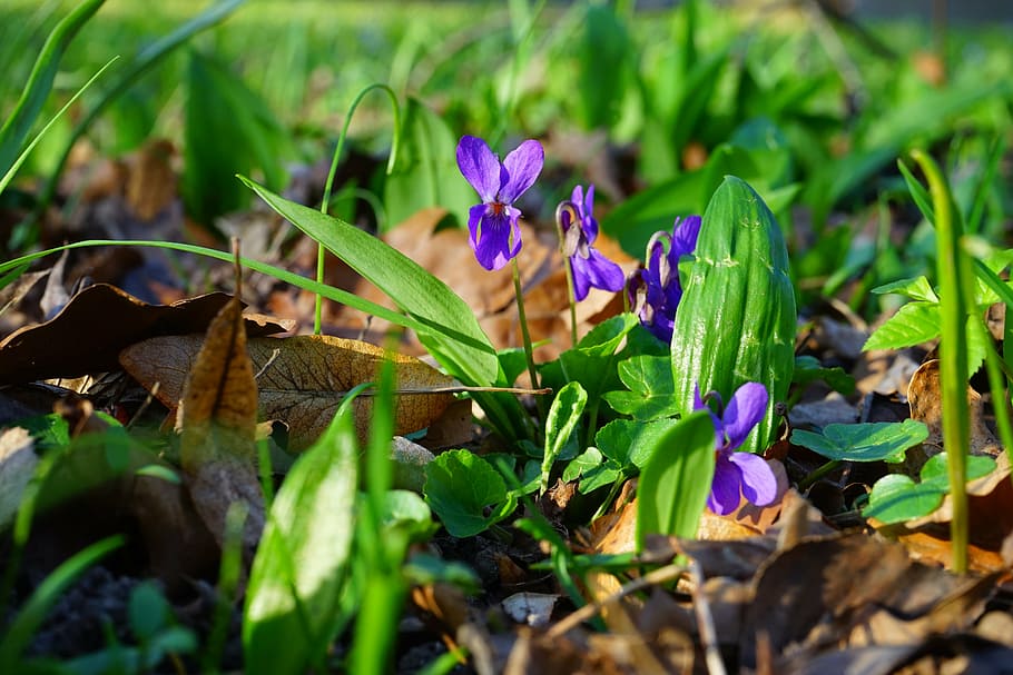 wald violet, flower, blossom, bloom, spring, harbinger of spring HD wallpaper