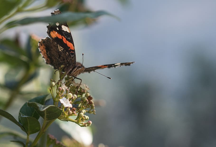 butterfly, insect, garden, macro, animal themes, animal wildlife HD wallpaper