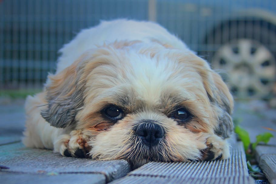 adult shih tzu lying on wood floor close-up photo, dog, pet, cute